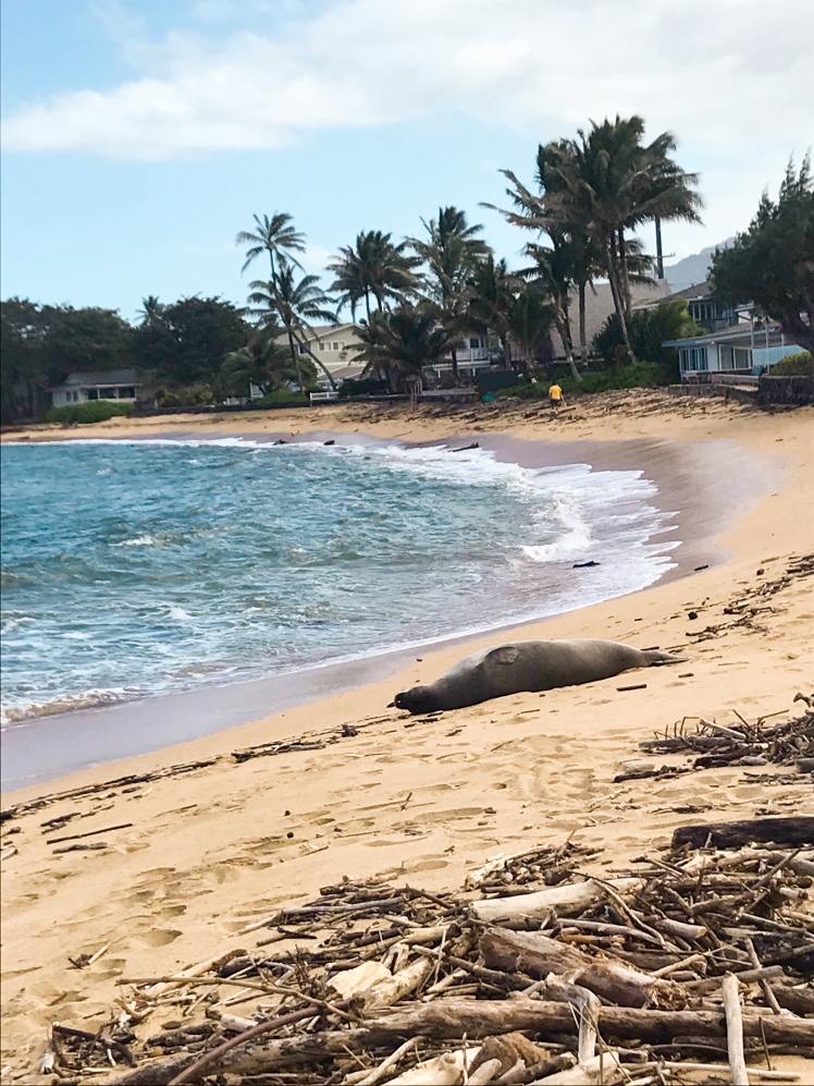 monk seal napping on the north shore